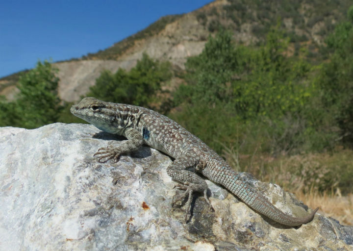 Side-blotched Lizard